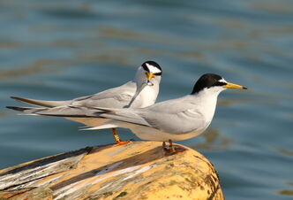 Little Tern Project at Chesil Beach wins the RSPB President's